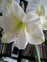 40938e00.jpg
