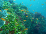 キンギョハナダイとハナゴイ幼魚