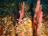 ノコギリハギ幼魚