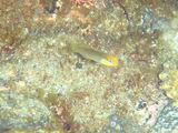 アカハチハゼ幼魚