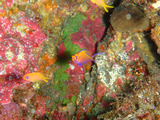 ハナゴンベ幼魚