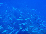 タカサゴ