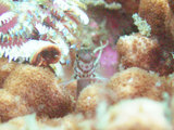 サラサゴンベ幼魚