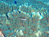 メガネゴンベ幼魚
