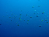 ムレハタタテダイ