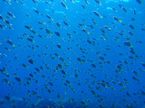 キホシスズメダイ幼魚