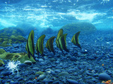 ナンヨウツバメウオ幼魚