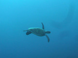 カメ