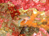 キシマハナダイ幼魚