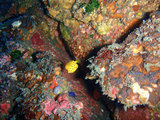 ミナミハコフグ幼魚