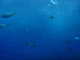 ギンガメ幼魚