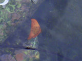 ナンヨウツバメウオ幼魚