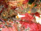イロブダイ幼魚