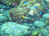 アカハチハゼ幼魚