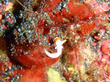 イロブダイ幼魚