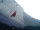 ナンヨウツバメウオ幼魚