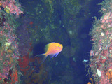 ハナゴンベ幼魚