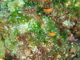 メガネスズメダイ幼魚