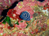タテキン幼魚