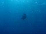 カメ