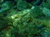アカハチハゼ幼魚