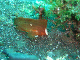 ツマジロオコゼ幼魚