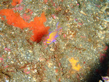 ハナゴンベ超幼魚