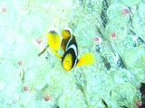 クマノミ幼魚