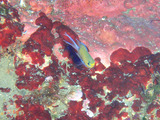 マルスズメダイ幼魚