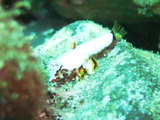 コウワンテグリ幼魚