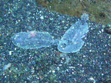 ウシノシタ幼魚