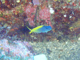 オウゴンニジギンポ幼魚