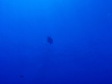 三宅ブルー