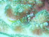 ミヤケヘビギンポ幼魚