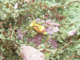 クロフチウミコチョウ