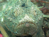 サツマカサゴ