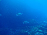 ウェルカメ