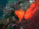 イロカエルアンコウ