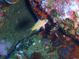 キシマハナダイ幼魚