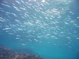 タカベ幼魚