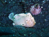 ヒメヒラタカエルアンコウ