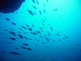 魚群