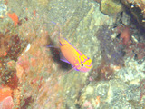 ハナゴンベ幼魚