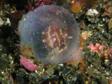 ハナイカ幼魚３