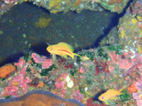 スジハナダイ幼魚