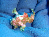 ベニカエル幼魚