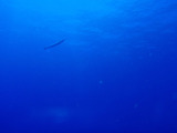 サワラ