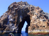 三本岳海老根