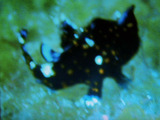 クロクマ