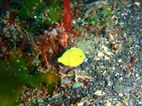 ノコギリハギ幼魚